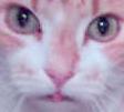 thehousecat